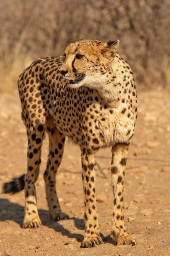 Cheetah | Luxury safaris In Africa | Ameliya Safaris